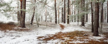Sonsuz yeşil ormanın tepelerinde sisli bir yol. Güçlü çam ağaçları, ladin, köknar ağaçları ilk kar ile kaplı. Kış başlangıcı. Atmosferik manzara. Ekoloji, İskandinav yürüyüşü, doğa, mevsimler