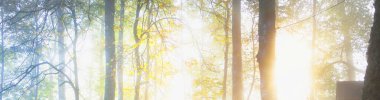 Sis içindeki görkemli orman. Güçlü ağaçlar, renkli yapraklar, yosun, eğrelti otu, bitkiler. Atmosferik panoramik manzara. Yumuşak güneş ışığı, güneş ışınları. Ekoloji, mevsimler, sonbahar, eko turizm
