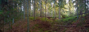 Görkemli Evergreen Ormanı 'nın tepelerinden geçen yol. Güçlü çam ağaçları, yosunlar, bitkiler. Yumuşak güneş ışığı. Idyllic manzara. Doğa, mevsimler, çevre, eko-turizm