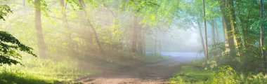 Görkemli yeşil yaprak döken bir ormanda yol. Doğal tünel. Güçlü ağaç siluetleri. Sis, güneş ışığı, yumuşak güneş ışığı. Atmosferik rüya gibi yaz manzarası. Saf doğa, ekoloji, fantezi, masal