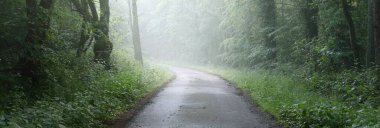 Görkemli bir ormandaki yol. Doğal tünel. Güçlü ağaç siluetleri. Sis, güneş ışığı, yumuşak güneş ışığı. Atmosferik rüya gibi yaz manzarası. Saf doğa, ekoloji, fantezi, masal