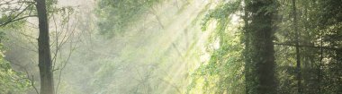 Sabah sisli, görkemli yeşil yaprak döküntüsü ve çam ormanının panoramik manzarası. Ağaç siluetleri. Güneş ışınları, saf güneş ışığı. Atmosferik rüya gibi yaz manzarası. Doğa, ekoloji, fantezi, masal
