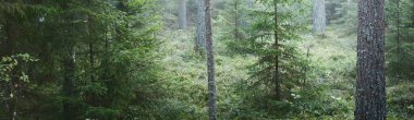Görkemli çam ormanının içinden sisli bir yol. Yumuşak güneş ışığı, güneş ışınları. Panoramik görünüm