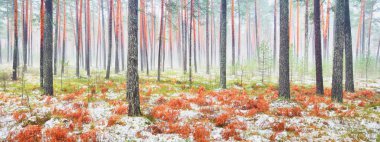 Sisli yemyeşil ormanda ilk kar. Yeşil çimenler, yerde kırmızı ve turuncu yapraklar, güçlü çam ağaçları. Finlandiya 'da kış başları. Atmosferik manzara