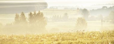 Altın kır arazisi ve yaprak döken orman güneş doğarken sabah sisi bulutları altında. Arka planda ağaç siluetleri var. Ilık güneş ışığı. Idyllic kırsal alanı