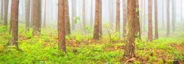 Antik çam ağaçları gün doğumunda gizemli bir beyaz sabah sisinde. Idyllic sonbahar manzarası. Bataklık yemyeşil kuzey ormanı. Ekoloji, eko turizm, Avrupa 'da çevre koruma