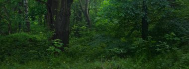 Sabahın sisinde güçlü ağaçlar. Gün doğumunda yaprak döken orman. Karanlık atmosferik manzara. Ekoloji, eko turizm, Avrupa 'da çevre koruma