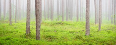 Sis içindeki görkemli yeşil orman. Güçlü çam ve ladin ağaçlarının siluetlerini yakından çek. Atmosferik rüya gibi bir manzara. Yumuşak ışık. Doğa, fantezi, peri masalı. Grafiksel kaynaklar, panoramik görünüm