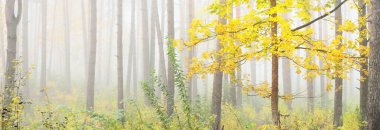 Güneş doğarken sisli, yemyeşil ormanın atmosferik manzarası. Antik çam ağaçları, genç altın akçaağaç yakından. Ekoloji, mevsimler, sonbahar, eko-turizm, Avrupa 'da çevre koruma