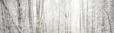Kar fırtınasından sonra bataklık ormanı. İlk kar. Ağaç donundaki ağaçlar. Kış Harikalar Diyarı. Mevsimler, ekoloji, çevre koruma, doğa. Monokrom görüntüsü. Atmosferik manzara