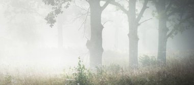 Güneş doğarken gizemli bir siste karanlık ormanın resim gibi manzarası. Güneş güçlü meşe, köknar, çam, huş ağacı boyunca ışıldar. Idyllic kırsal kesim. Sonbahar sezonu, konsept sanat, eko turizm, doğa