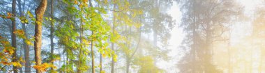 Sis içindeki görkemli orman. Güçlü ağaçlar, renkli yapraklar, yosun, eğrelti otu, bitkiler. Atmosferik panoramik manzara. Yumuşak güneş ışığı, güneş ışınları. Ekoloji, mevsimler, sonbahar, eko turizm