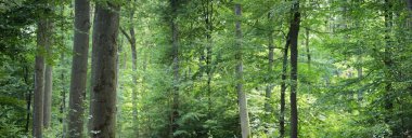 Yeşil kayın ormanlarının tepeleri. Güçlü ağaçlar. Doğal tünel. Atmosferik yaz manzarası. Rhineland, Almanya. Doğa, ekoloji, çevre koruma, eko-turizm