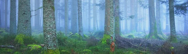 Sis içindeki esrarengiz yeşil orman. Güçlü çam ağaçları, yosun, eğrelti otu, bitkiler. Fransa, Avrupa. Karanlık atmosferik sonbahar manzarası. Panoramik manzara. Ekoloji, ekoloji, mevsimler, doğa. Fantezi, sihir