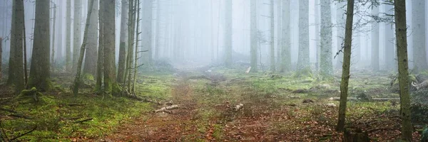 Таємничий Вічнозелений Ліс Тумані Могутні Соснові Дерева Мох Папороть Рослини — стокове фото