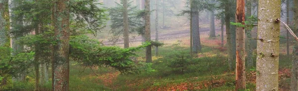 Sis içindeki esrarengiz yeşil orman. Güçlü çam ağaçları, yosun, eğrelti otu, bitkiler. Fransa, Avrupa. Karanlık atmosferik sonbahar manzarası. Panoramik manzara. Ekoloji, ekoloji, mevsimler, doğa. Fantezi, sihir