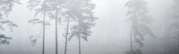 日の出 トウヒの木で常緑樹林 牧歌的な雰囲気の風景です 朝の霧 モノクローム画像 フィンランドの環境保全 — ストック写真