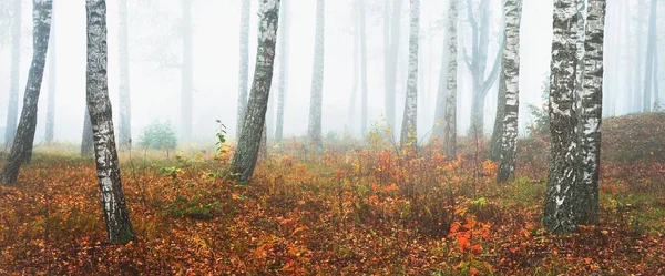 Панорама Туманного Берегового Лісу Похмурий Осінній День Дерево Стовбури Ранковому — стокове фото