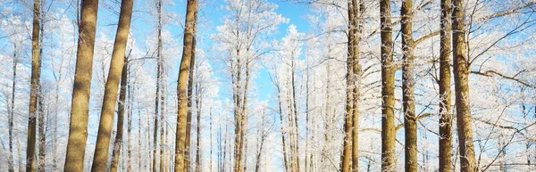 Ліс Покритий Снігом Блізард Могутні Дерева Крупним Планом Атмосферний Ландшафт — стокове фото