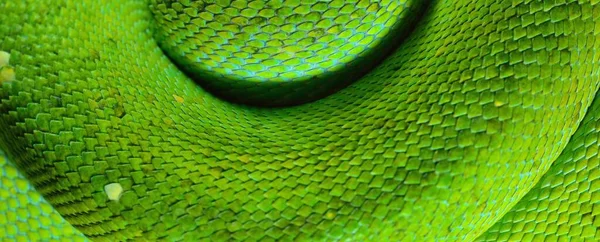 绿树蟒蛇的身躯莫雷利亚的特写 爱沙尼亚塔林动物园 天然质感 环境保护 野生生物 动物学 人种学主题 — 图库照片
