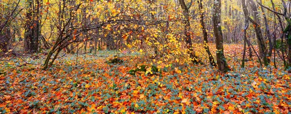 Vista Panorâmica Floresta Outono Árvores Fortes Musgo Folhas Verdes Alaranjadas — Fotografia de Stock