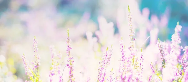 森林地面上盛开着粉红色和紫色的石榴花和蜘蛛网 北方常绿森林 Idyllic秋季场景 纯自然 植物学 — 图库照片