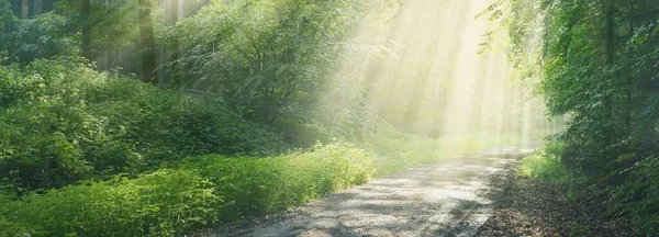 Vägen Går Majestätisk Skog Naturlig Tunnel Mäktiga Trädsiluetter Dimma Solstrålar — Stockfoto