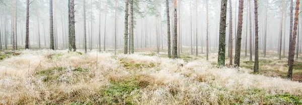 Malebná Panoramatická Scenérie Majestátního Lesa Husté Bílé Mlze Atmosférická Krajina — Stock fotografie