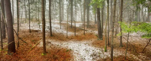 Kuzey Evergreen ormanının görkemli tepelerinden geçen yol. Altın yapraklar, güçlü çam ve çam ağaçları, ağaç kütükleri, buzullar, ilk kar. Panoramik manzara. Atmosferik manzara. Doğa, ekoloji