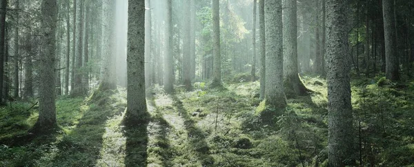 日の出には雄大な常緑樹林 力強い松の木苔緑の植物 朝の霧 純粋な太陽の光 暗い大気の風景 おとぎ話 ファンタジーの概念 — ストック写真