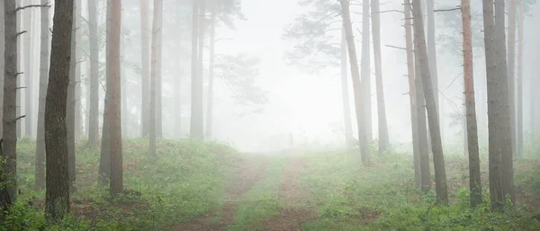 Caminho Através Majestosa Floresta Perene Nevoeiro Misterioso Abeto Abeto Pinheiros — Fotografia de Stock