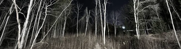 可怕的森林在夜晚 发光的物体在背后 明亮的蓝天 巨大的树木被月光照亮了 黑暗的大气景观 Ufo概念 — 图库照片