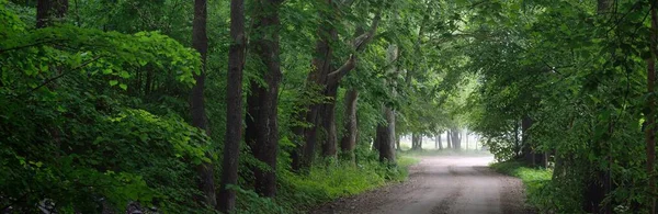 Beco Misterioso Vazio Escuro Estrada Rural Única Pista Através Das — Fotografia de Stock