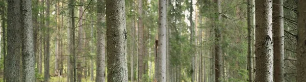 Parcours Travers Forêt Feuilles Persistantes Puissants Pins Lumière Douce Soleil — Photo