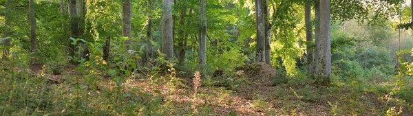 Γραφικό Τοπίο Του Σκούρου Πράσινου Δάσους Οξιάς Αρχαίοι Κορμοί Δέντρων — Φωτογραφία Αρχείου