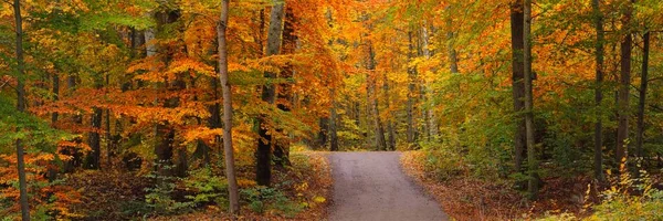 Een Kronkelende Landweg Door Beukenbossen Machtige Boomstammen Geel Rood Oranje — Stockfoto