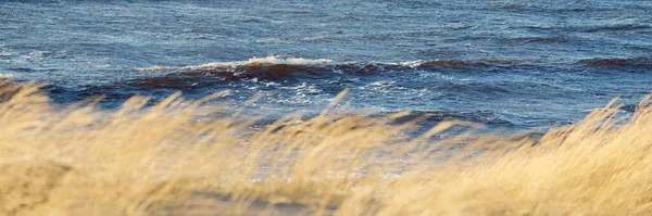 View Baltic Sea Shore Sunset Sand Dunes Plants Close Clear — Stock Photo, Image