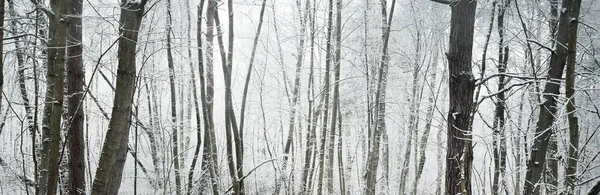 Percorso Attraverso Foresta Sempreverde Dopo Una Bufera Neve Grandi Alberi — Foto Stock