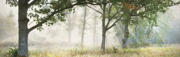 Pintoresco Paisaje Del Bosque Oscuro Una Misteriosa Niebla Amanecer Rayos —  Fotos de Stock