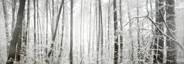 Kar fırtınasından sonra donmuş bataklık ve orman manzarası. İlk kar. Ağaç donundaki ağaçlar. Kış Harikalar Diyarı. Mevsimler, ekoloji, çevre koruma, doğa. Monokrom görüntüsü. Atmosferik manzara