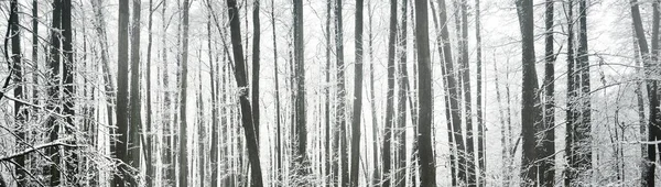 覆盖着积雪的森林的全景 白霜中的树 冬天的仙境季节 — 图库照片