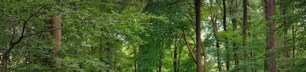 Donker Mysterieus Beukenbos Machtige Bomen Zonlicht Door Boomstammen Groene Bladeren — Stockfoto