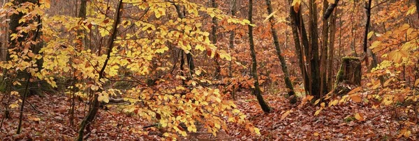 Floresta Majestosa Num Nevoeiro Fortes Faia Musgo Plantas Folhas Douradas — Fotografia de Stock