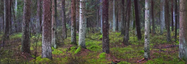 Panoramautsikt Över Den Dimmiga Vintergröna Skogen Mäktiga Tallar Mossa Ormbunke — Stockfoto