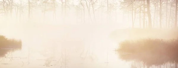 Swampy Forest Lake Thick Mysterious Fog Sunrise Cenas Tirelis Latvia — Stock Photo, Image