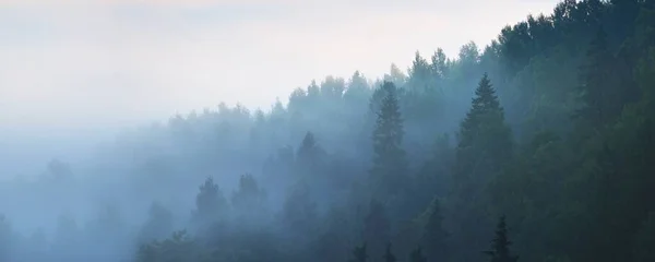 Sabahın Sisli Bulutlarında Ebediyen Yeşil Çam Ağacı Ormanının Nehrin Nefes — Stok fotoğraf