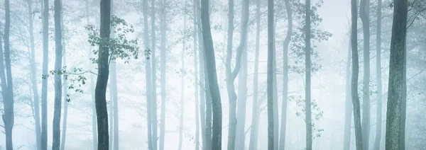 濃い白霧の中で常緑樹林の絵のようなパノラマの風景 大気の風景 生態系 純粋な自然 — ストック写真