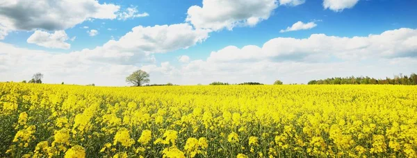 春の田園風景 晴れた日には背景に広がる菜の花畑や森の景色 バイオテクノロジー 食品産業 代替エネルギー — ストック写真