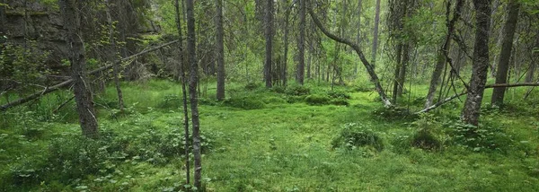 Emerald Groen Bos Mos Varens Planten Close Noordse Bossen Finland — Stockfoto