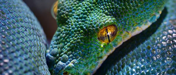 绿树蟒蛇 Morelia Viridis 肖像艺术 环境保护 野生生物 动物学主题 — 图库照片
